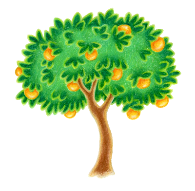Winning illustration for The Orange Tree