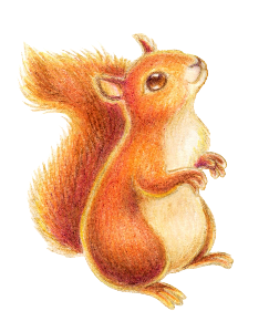 Winning illustration for The Squirrel
